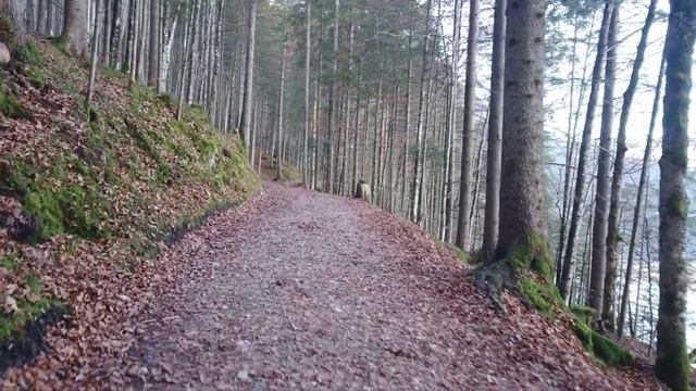 Eibsee an der Zugspitze - Rundweg Wanderung in Grainau bei Garmisch-Partenkirchen смотреть онлайн