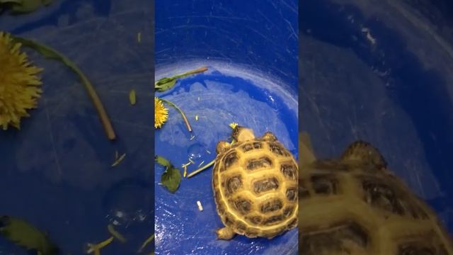 Моя сухопутная среднеазиатская черепаха смотреть онлайн