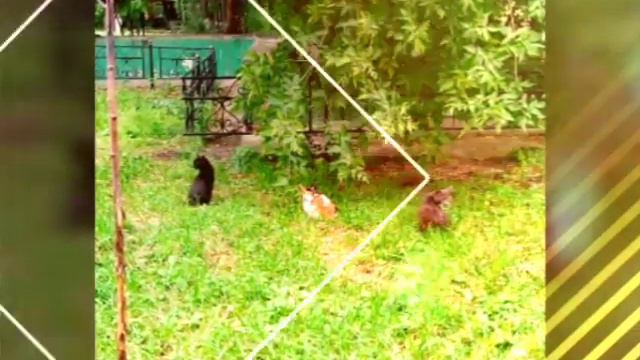 Я люблю природу🎄 и животных🐈🐕🐦 смотреть онлайн