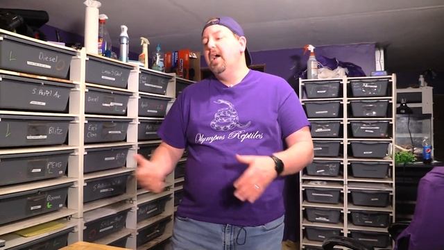 How keeping BALL PYTHON BREEDING RECORDS can lower your STRESS. смотреть онлайн