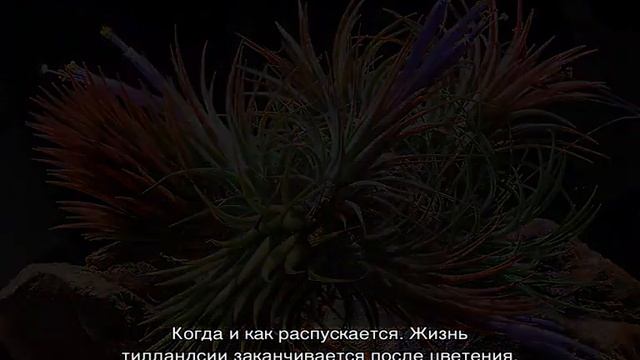 Цветок тилландсия — уход в домашних условиях смотреть онлайн
