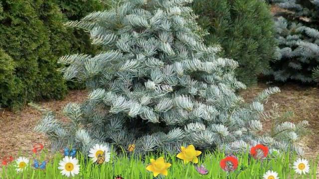 Пихта одноцветная (hexe) ? Обзор: посадка и уход. саженцы пихты : описание и особенности