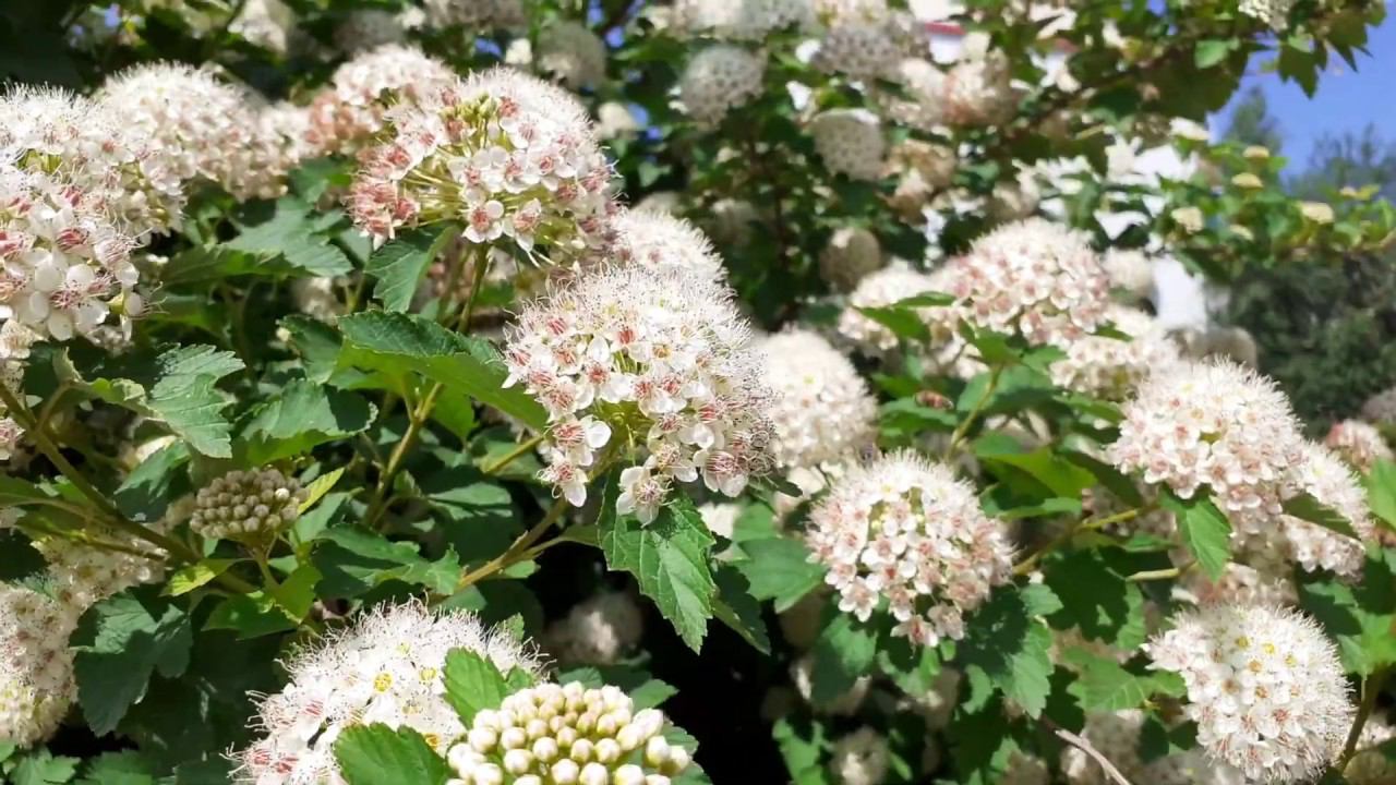Пчёлы опыляют цветы дейции амурской смотреть онлайн