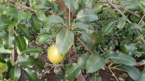 Сорт груши Белорусская поздняя. Груша Белорусская поздняя обзор  2022.