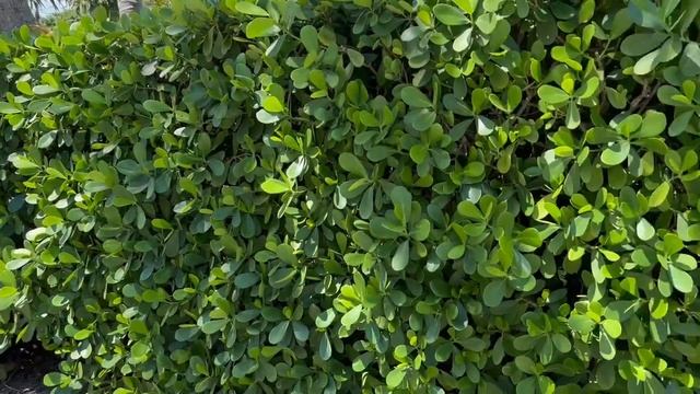 Clusia Rosea or Pitch Apple Tree/Buy Trees and Shrubs for Privacy or Screening/Buy Large Trees смотреть онлайн