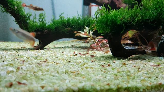 Мой аквариум 80 литров.