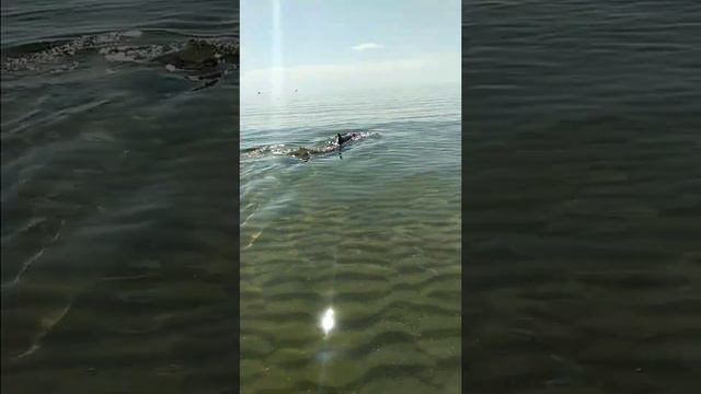 #дельфин#анапа#у ног смотреть онлайн