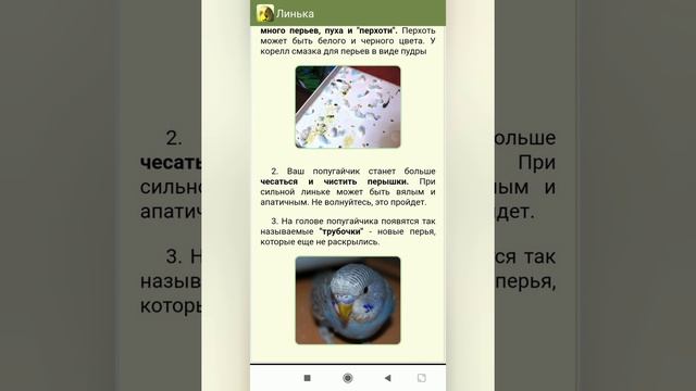 Линька у волнистых попугаев смотреть онлайн