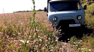 ПЧЕЛОВОДСТВО МЕДОНОС ЭСПАРЦЕТ Секреты начинающим