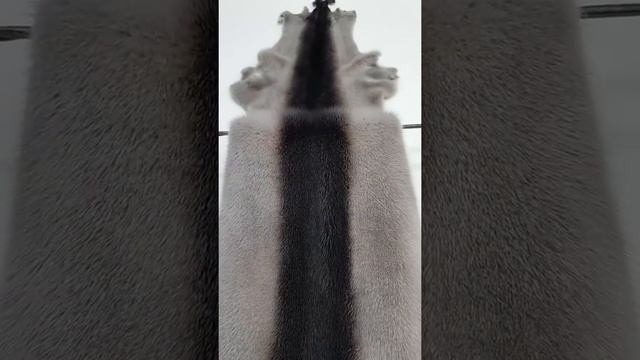 норка белая выкрас Лиза смотреть онлайн