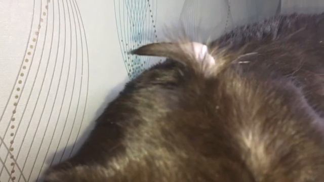 Кот, cat, British, британец, шоколад! смотреть онлайн