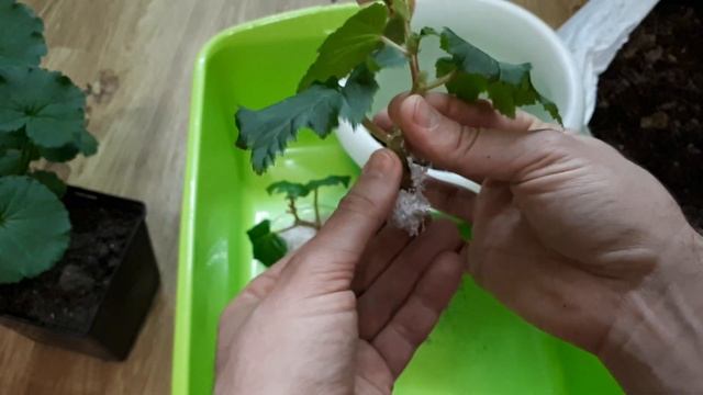 Как посадить бегонию Элатиор. Грунт для бегоний