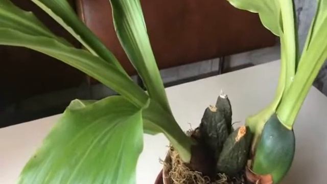 Орхидея ликаста.(часть 2)