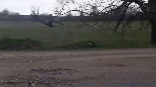 Большая стая Аистов на охоте))) смотреть онлайн