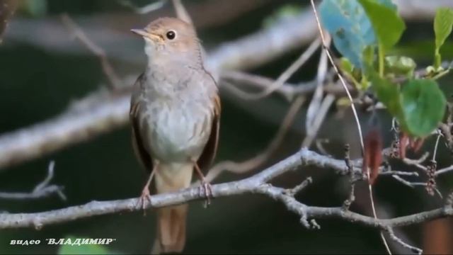 Соловей-Соловушко - Наталия АИР. смотреть онлайн