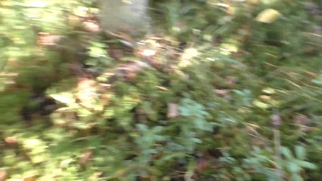 Открытие осеннего грибного сезона, удачно ли смотреть онлайн