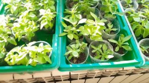 ЧЕРЕНКИ ПЕТУНИИ УКОРЕНИЛИСЬ. СТИМУЛИРУЮ КОРНЕВУЮ СИСТЕМУ ДЛЯ ХОРОШЕГО РАЗВИТИЯ.