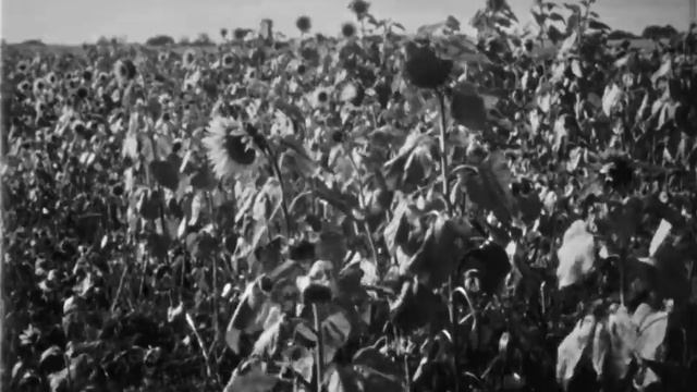 Выращивание кормовых культур на осушенных землях, 1973. смотреть онлайн