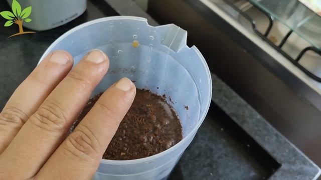 É só misturar Ovo Café e Banana e não gaste mais dinheiro com adubos caros смотреть онлайн