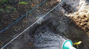 Осенняя посадка ежевики, сорт НАТЧЕЗ.