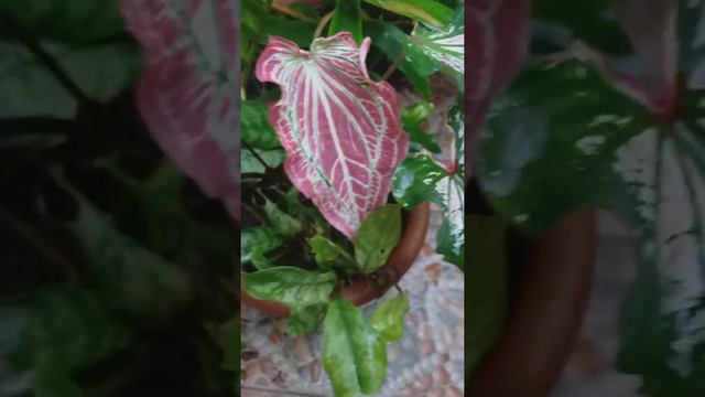 Thai Beauty Caladium смотреть онлайн