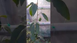 Сбор урожая гранат Гюлоша, АК -Дона