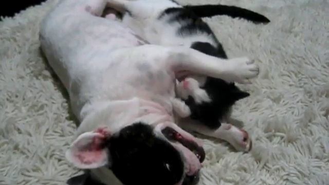 Кот и бульдог...вот парочка...)) чудеса)) смотреть онлайн