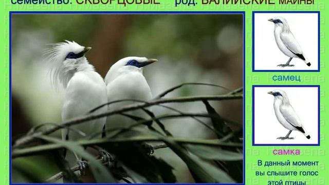 Майна. Саранчовый скворец. Голоса птиц смотреть онлайн