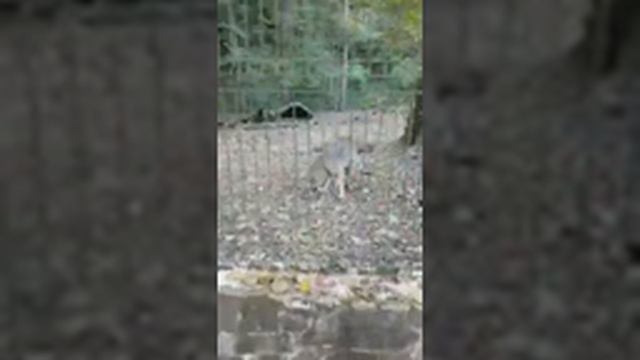 Сочинский зоопарк смотреть онлайн