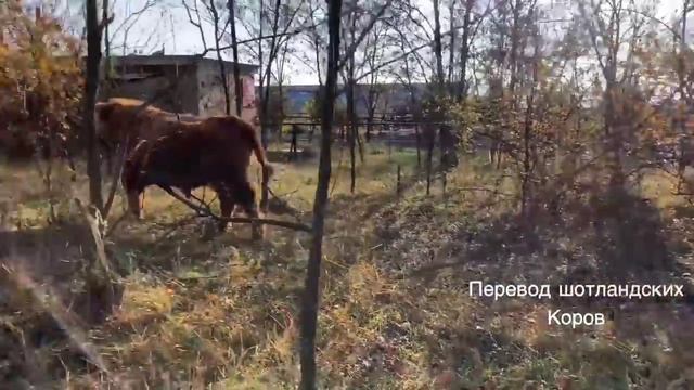 ЖЕСТКО ! Как мы перегоняли шотландских коров в новый вольер ! смотреть онлайн