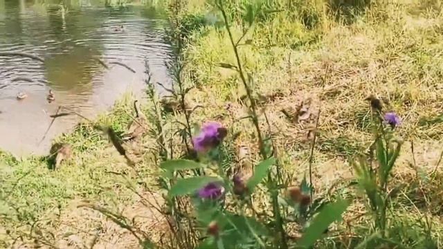 А на Реке Уводь Иваново. смотреть онлайн
