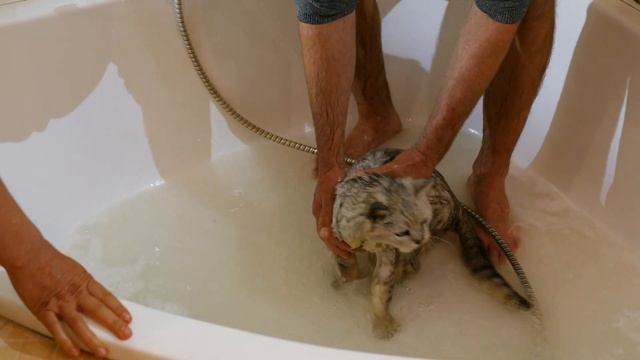 Купаем большого кота в ванне смотреть онлайн