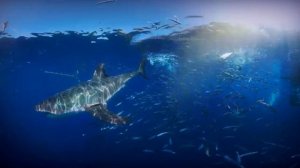 Есть ли акулы в Чёрном море в Крыму?