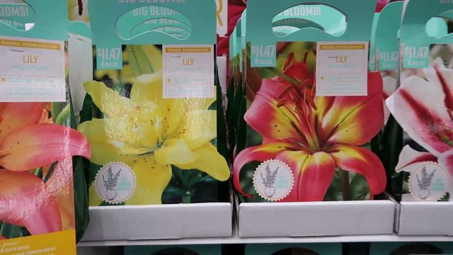 🪴🐇🌷Plant And Spring Home Décor Shopping: @Home Depot, @Walmart And @Dollar Tree🪴🐇🌷