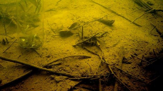 Огромная ЩУКА и БАНКА с мальком! Подводная съемка Язь 52 смотреть онлайн