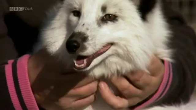 woofguide1 смотреть онлайн