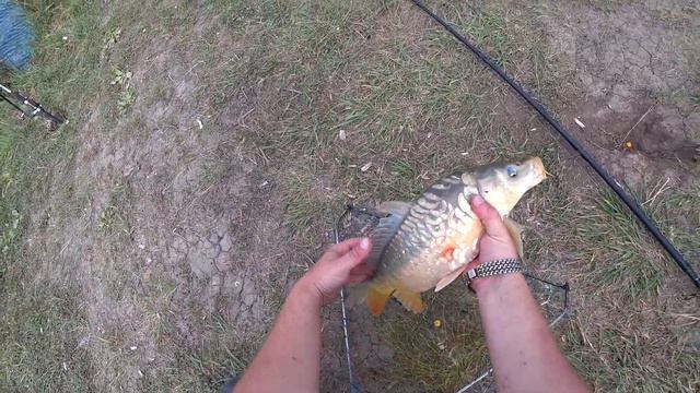 САЗАНЫ НА ПЛАТНИКЕ УТАСКИВАЮТ УДОЧКИ смотреть онлайн