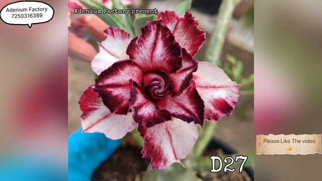 Buy Latest Varieties 2023 Of Adenium Plant || New Colours Of Adenium Plant || смотреть онлайн