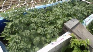 Выращиваем картофель в ящике с травой без земли 2 год 4 часть.