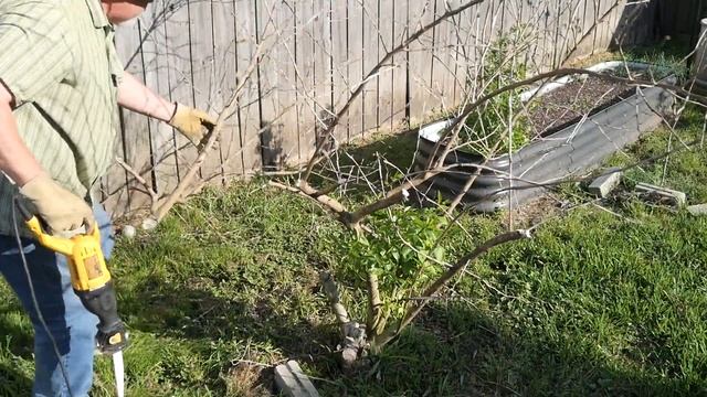 How to Recover a Freeze Damaged Citrus Tree || Black Gumbo смотреть онлайн