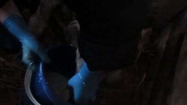 Как приучить новорожденного теленка пить молоко из ведра- как выпаивать телка без соски смотреть онлайн