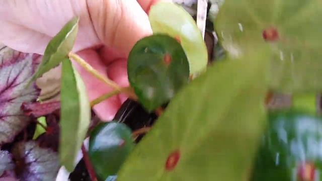 Комнатные цветы. Много много красоты в одном месте. Новые сорта бегоний требуют названия!!! смотреть онлайн