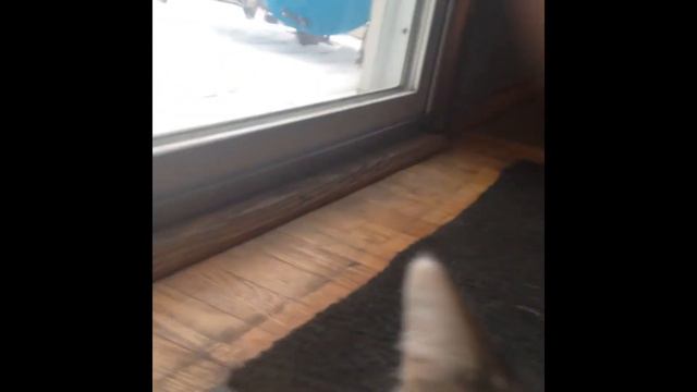 Cute Fat Cat watches the snow and birds |catnip turns them into lions| смотреть онлайн