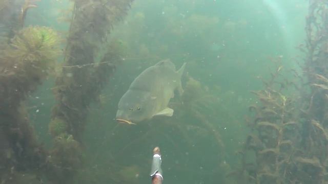 Подводная охота - карп 5 кг смотреть онлайн