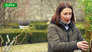 ИВА в ландшафтном дизайне//виды и сорта  ивы//живая изгородь из ивы -  МК