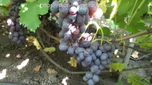 Сорта винограда 2018. Лорано - очень урожайная форма