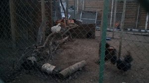 Бой петухов. Москва весенняя