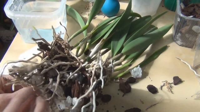 В марте 2022 пришло время поделить второй раз каттлею Saint Andre. Как поживает моя деленка сейчас? смотреть онлайн