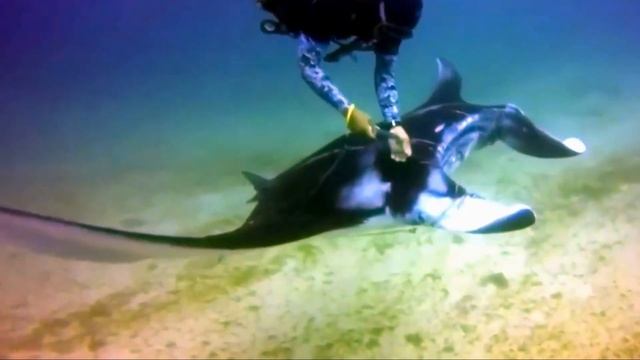 Морской Дьявол начал кружить вокруг дайверов! Странное поведение насторожило людей! смотреть онлайн