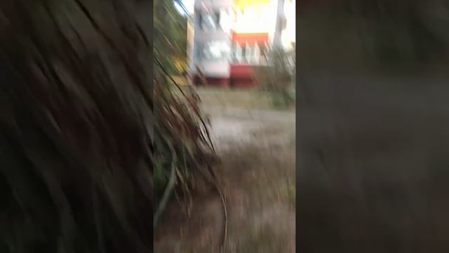 Племя ТУМБА ЮМБА смотреть онлайн